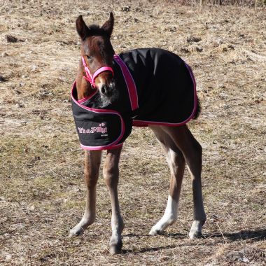 Equitare Föltäcke